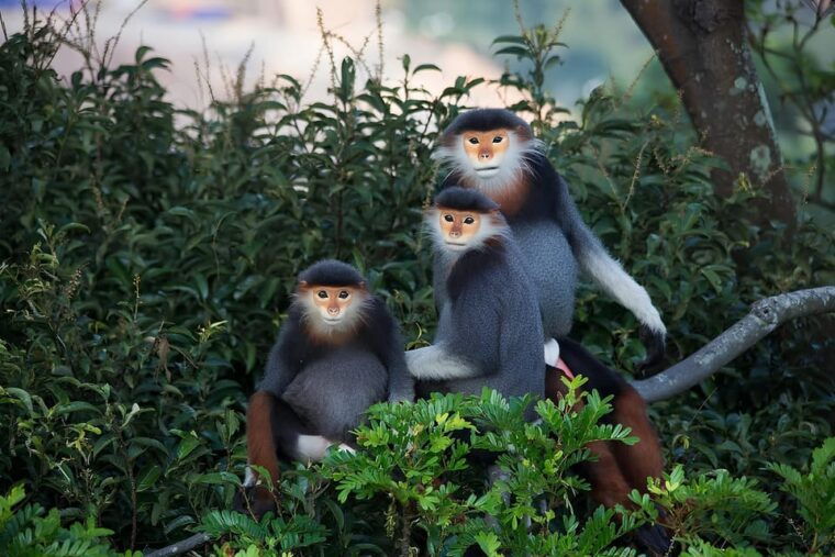 explore-marble-mountains-monkey-mountains-my-son-holyland