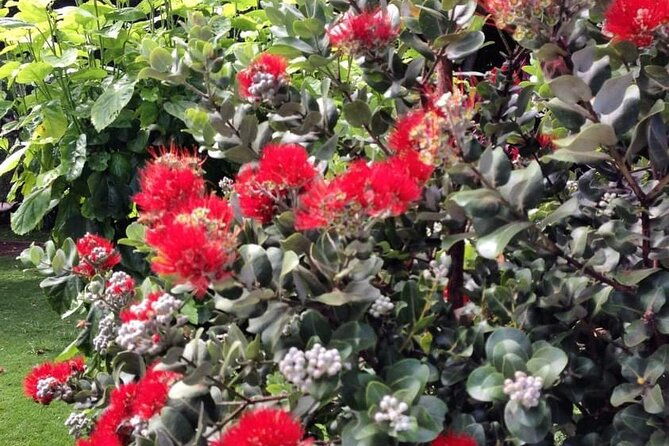 explore-maui-private-tour