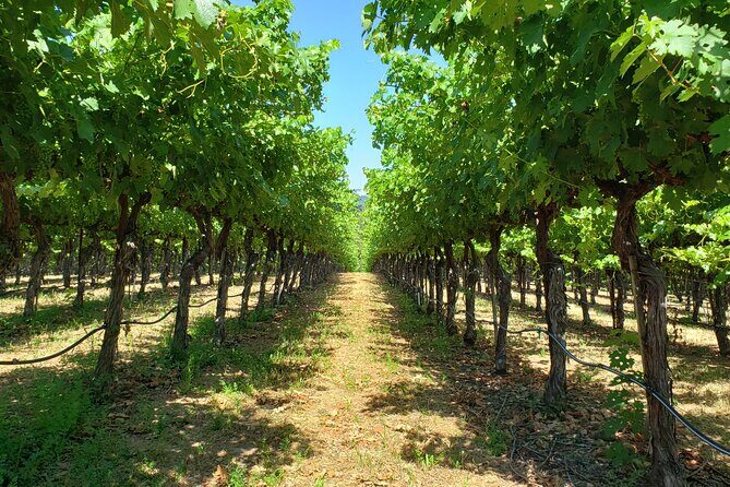 Explore Napa or Sonoma County Vineyards (Based on your reference) - 8 Hour Tour - Introduction