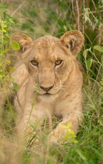 Explore Our 4 Day Tanzania Safari to Serengeti & Ngorongoro - Exploring the 4-Day Tanzania Safari to Serengeti & Ngorongoro: An Authentic Adventure