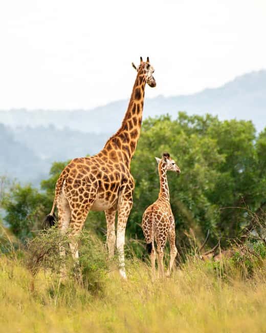 Explore Our 4 Day Tanzania Safari to Serengeti & Ngorongoro - Key Points