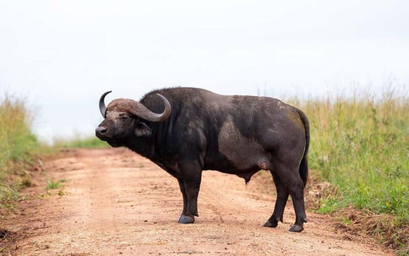 Explore Our 4 Day Tanzania Safari to Serengeti & Ngorongoro - In-Depth Breakdown of the 4-Day Itinerary