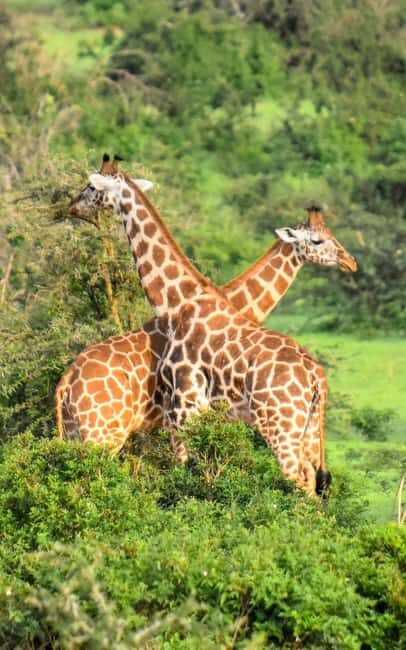 Explore Our Top Best 4-Day Serengeti Safari from Mwanza - Key Points