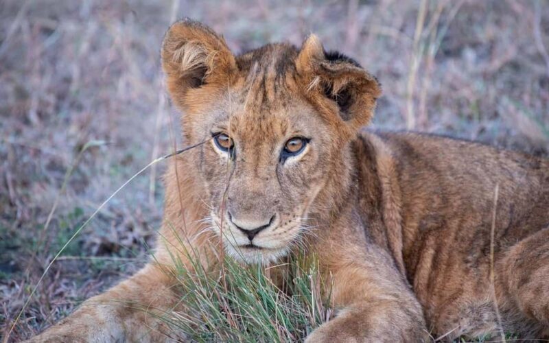 Explore Our Top Best 4-Day Serengeti Safari from Mwanza - Final Thoughts