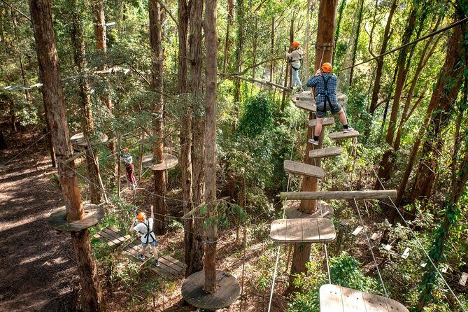 Explore Ourimbah State Forest Tree Ropes Course - Introduction