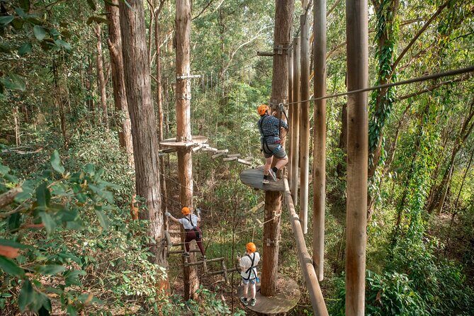 Explore Ourimbah State Forest Tree Ropes Course - Starting Point and Logistics