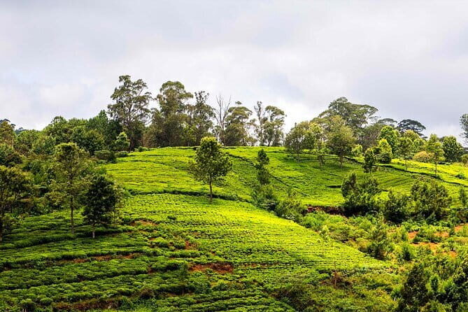 Explore Palani Murugan Temple From Coimbatore - Practical Details: Price, Duration, and Convenience