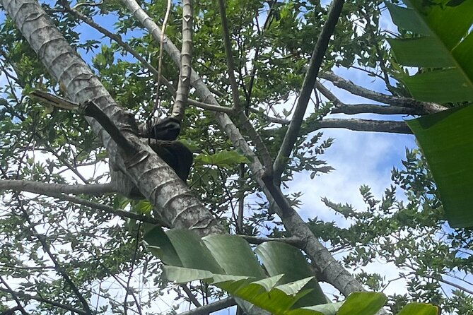 explore-panama-canal-and-gatun-lake-with-rainforest-hike