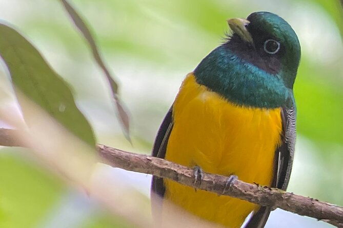 explore-panama-canal-and-gatun-lake-with-rainforest-hike