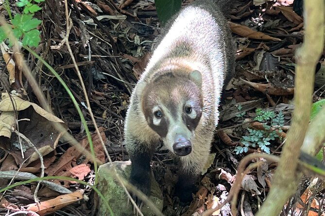 explore-panama-canal-and-gatun-lake-with-rainforest-hike
