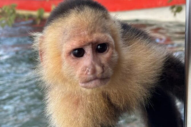 explore-panama-canal-and-gatun-lake-with-rainforest-hike