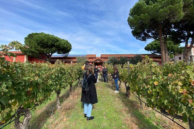 explore-ribera-del-duero-and-visit-3-wineries-with-madrid-pickup-2