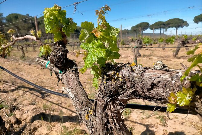 explore-ribera-del-duero-and-visit-3-wineries-with-madrid-pickup-2