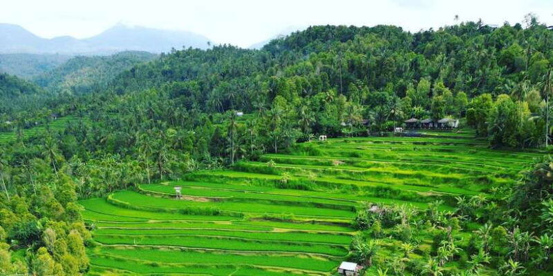 explore-rice-terraces-munduk-waterfall-trekking-experience