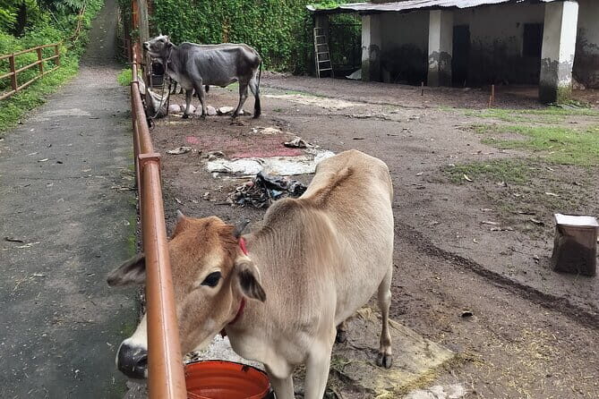 Explore Saint City on a Day Tour in Rishikesh - A Day in Rishikesh: What to Expect from the Tour