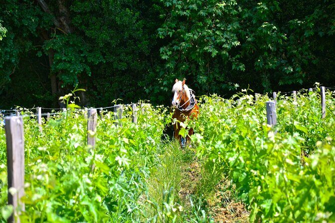 "Explore Saint-Émilion on e-Bikes: Small Group, half-Day Tour" - Who Is This Tour Best For?