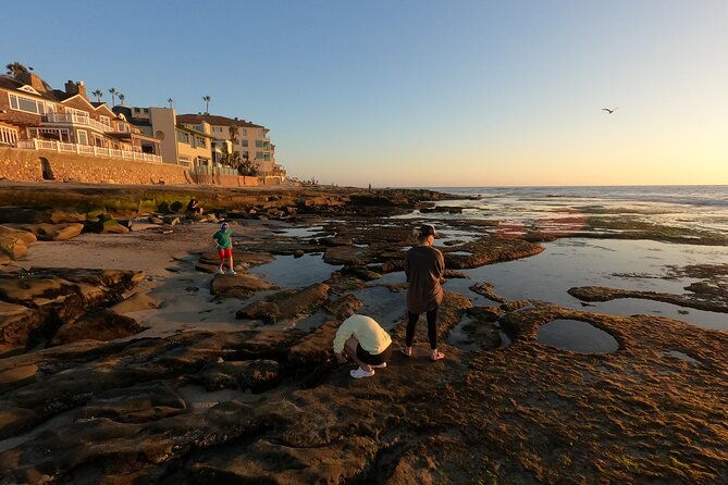 explore-san-diego-tide-pools-with-a-marine-biologist