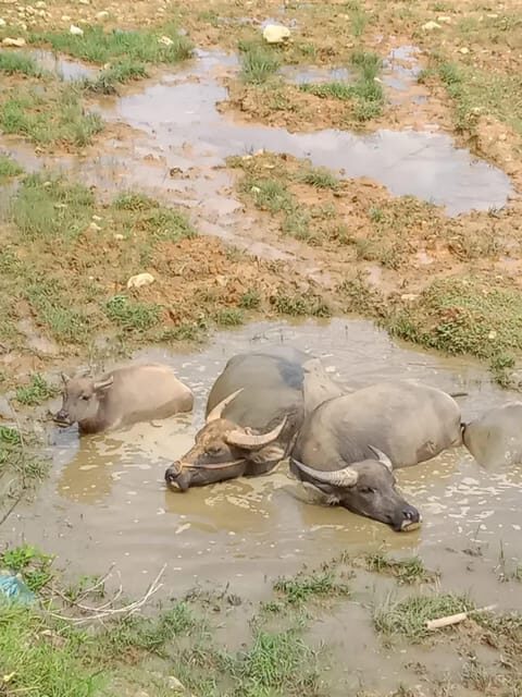 EXPLORE SAPA: 2D1N TREKKING & HMONG CULTURE WITH DINH - Key Points