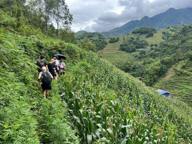 Explore Sapa by TrekkingAdventures, Mountain,Rice fields - Key Points