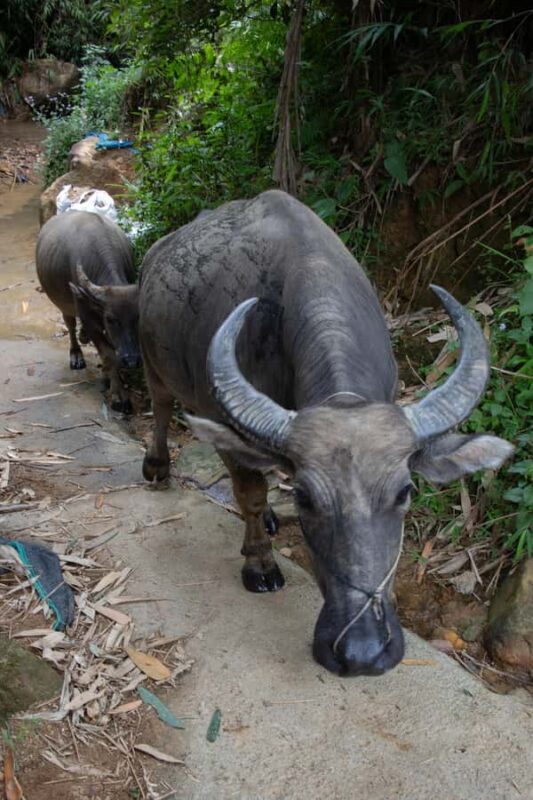 Explore Sapa with Dinh-Sapa Villages & Rice Fields, Culture - Exploring Sapa with Dinh-Sapa Villages & Rice Fields: An Authentic Trekking Experience