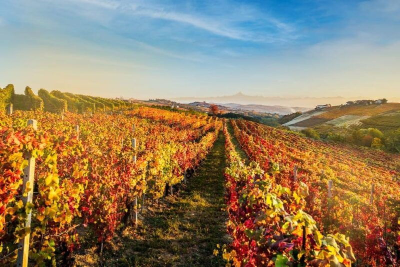 explore-savor-dynamic-wine-tasting-at-cantina-moscone