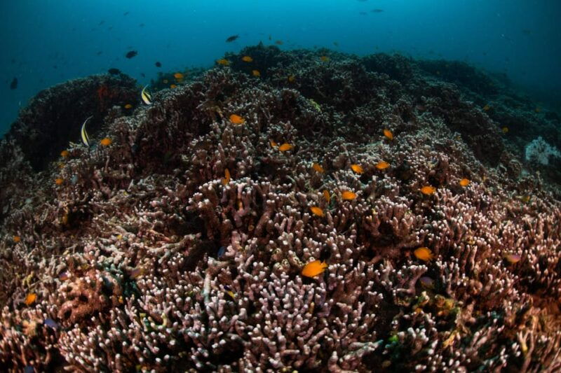 explore-scuba-diving-at-racha-yai-island-from-phuket