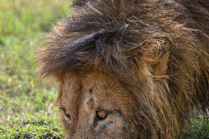 Explore Serengeti 5 Days 4 Nights - A Closer Look at the Itinerary