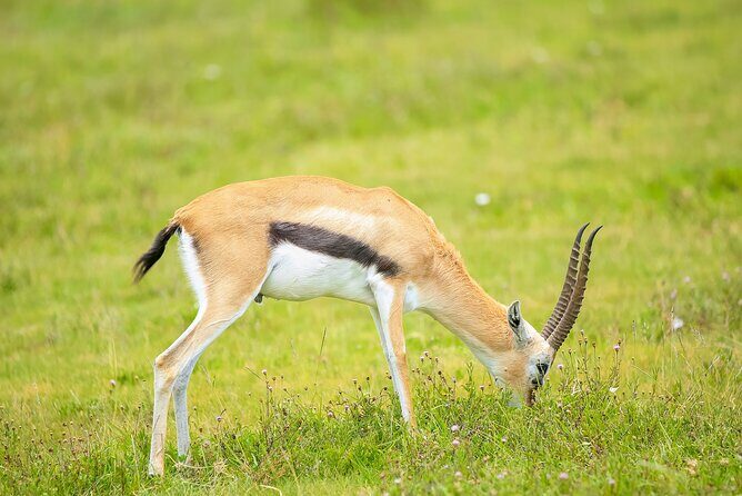 Explore Serengeti 5 Days 4 Nights - Who Should Consider This Tour?
