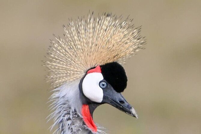 Explore Serengeti 5 Days 4 Nights - The Sum Up