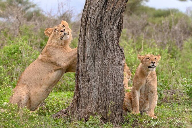Explore Serengeti 5 Days 4 Nights - FAQ