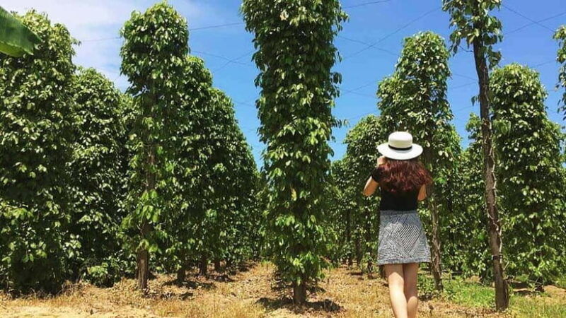 explore-sightseeing-in-the-south-sao-beach-ho-quoc-pagoda