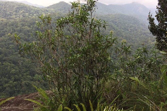Explore Sinharaja Rainforest Lions Rock Hike Full day - An In-depth Look at the Sinharaja Rainforest Lions Rock Hike