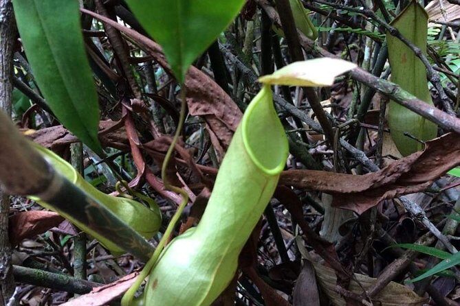 Explore Sinharaja Rainforest Lions Rock Hike Full day - FAQs