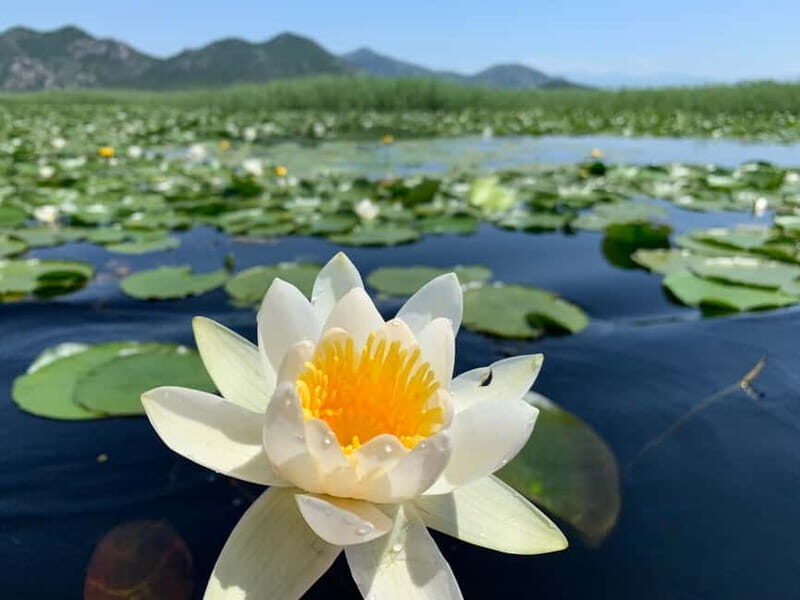 Explore Skadar Lake: Exclusive Guided Boat Falcon Tour! - The Experience in Detail