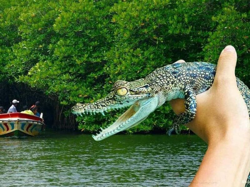 Explore Sri Lankas South Coast - Galle One Day City Tour - Key Points