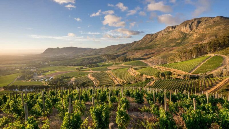 Explore Table Mountain, Kirstenbosch, & Constantia wineries. - Final Thoughts