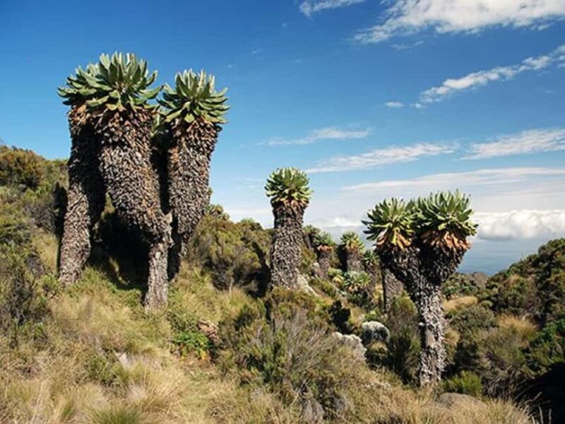 Explore the 7 Days Machame Route Climbing Kilimanjaro - Key Points