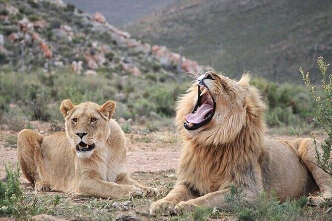 Explore the best Big 5 Aquila Safari Tour and Wine Tasting - Key Points