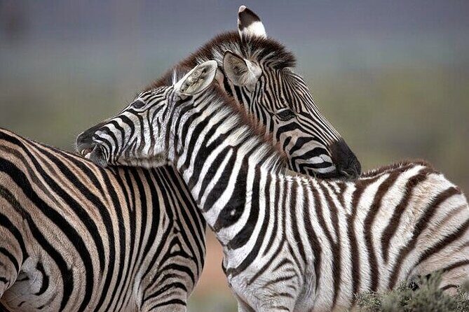 Explore the best Big 5 Aquila Safari Tour and Wine Tasting - A Practical and Authentic Day Out near Cape Town