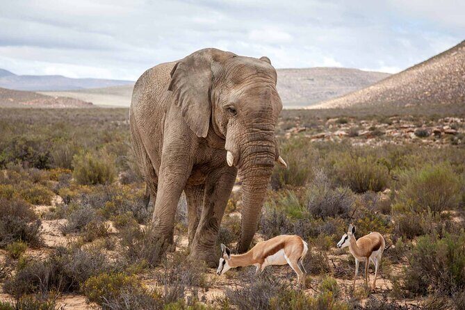 Explore the best Big 5 Aquila Safari Tour and Wine Tasting - Who Would Love This Tour?