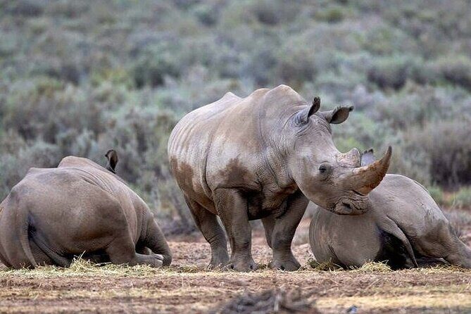 Explore the best Big 5 Aquila Safari Tour and Wine Tasting - FAQ