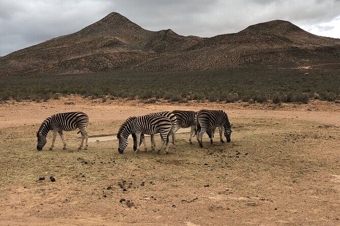 Explore the best Big 5 Aquila Safari Tour and Wine Tasting - Final Thoughts