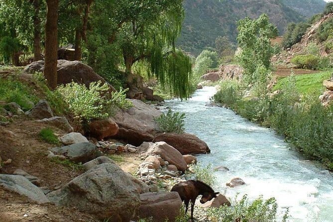 Explore The Best Of Ourika Valley: Departure From Marrakech. - Visiting Berber Cooperatives and Local Products