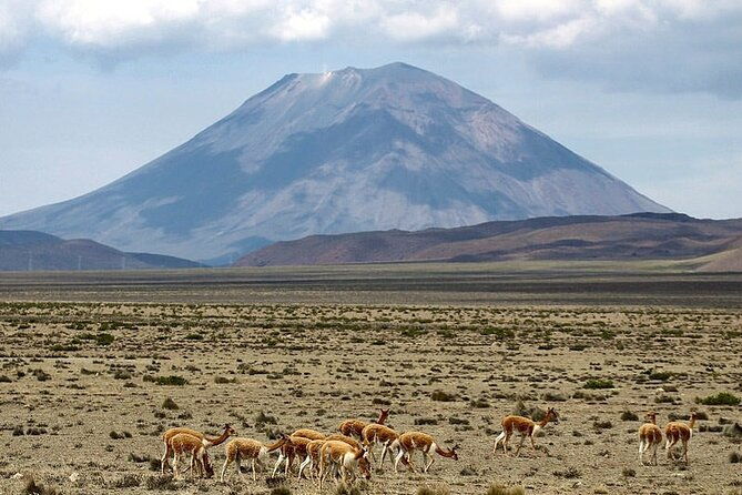 explore-the-colca-canyon-from-arequipa-2-days-and-1-night