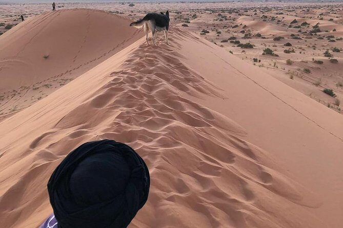 Explore the desert - In-Depth Look at the Desert Tour Experience
