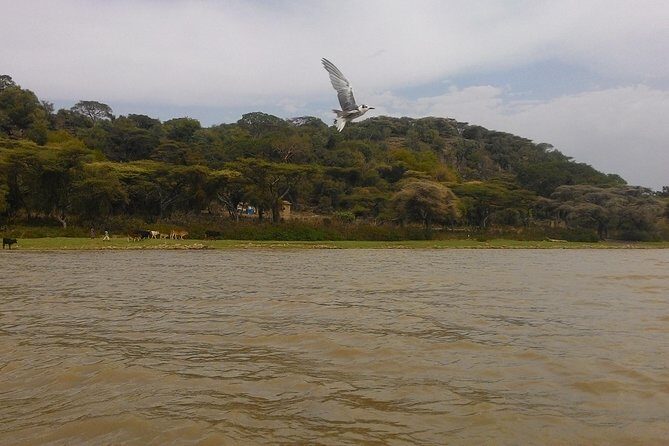 Explore the Ethiopian Rift Valley Lakes and the UNESCO Site of Steles of Tiya - An In-Depth Look at What the Tour Offers