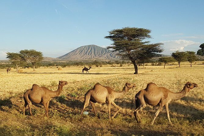Explore the Ethiopian Rift Valley Lakes and the UNESCO Site of Steles of Tiya - Why This Tour Works for Travelers