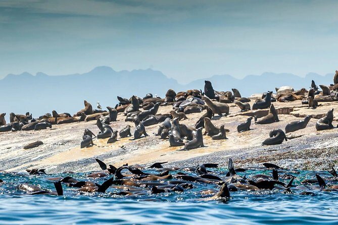 Explore the Garden Route from Cape Town - 4 Days - FAQs