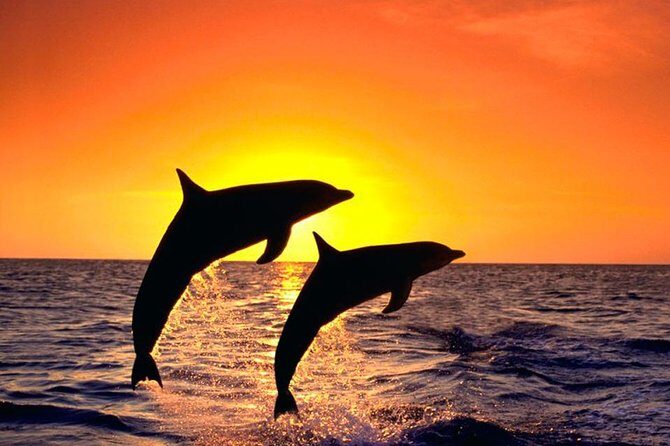 Explore the Garden Route from Port Elizabeth - 4 Days - A Closer Look at the Itinerary: What You Can Expect