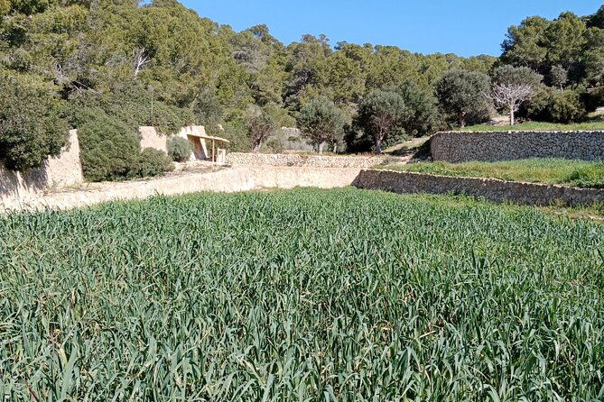 explore-the-island-of-dragonera-by-kayak-and-on-foot